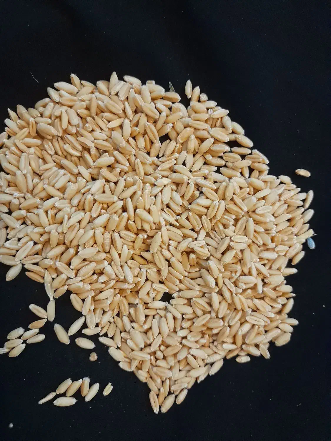 گندم آبی و دیم|خدمات باغبانی و درختکاری|بروجرد, |دیوار