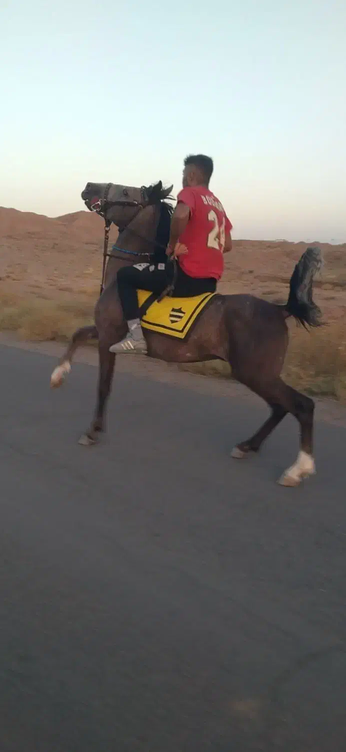 اسب‌ نریان‌ کورد|اسب و تجهیزات اسب‌سواری|زنجانرود, |دیوار