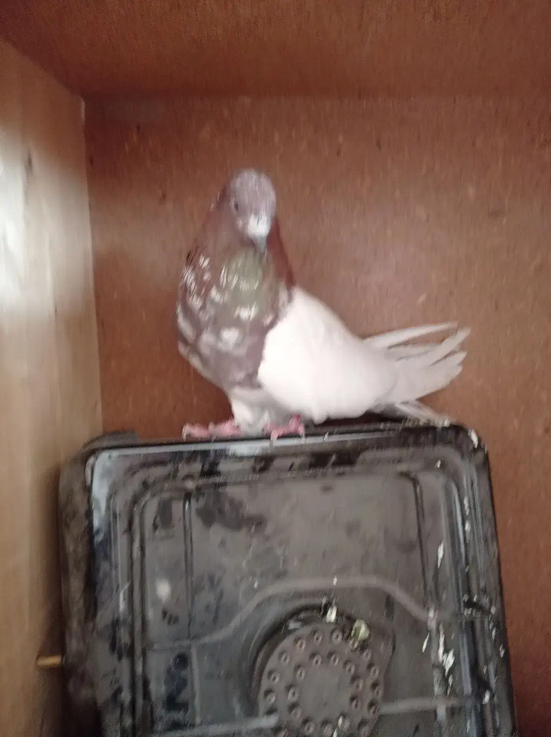 کبوتر کله قرمز|حیوانات|همدان, |دیوار