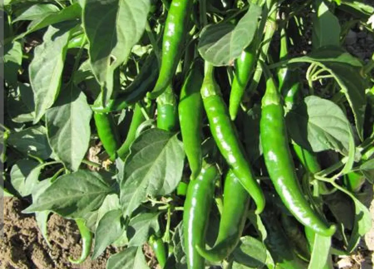 فلفل|خوردنی و آشامیدنی|ماکو, |دیوار