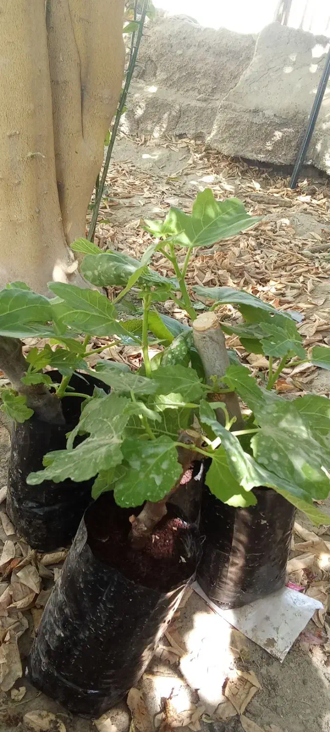 نهال انجیر چهار فصل بنفش|گل و گیاه طبیعی|پلان, |دیوار