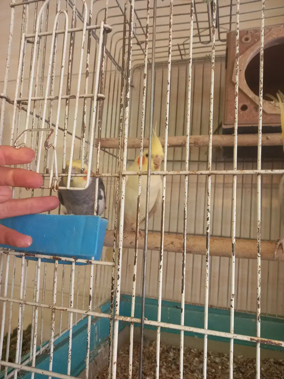 طوطی عروس سخنگو|پرنده|الوند, |دیوار