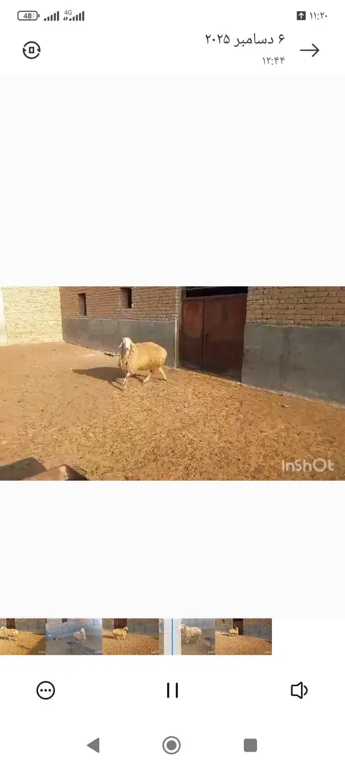 قوچ مغانی از اردبیل اوردم فروشی هست|حیوانات مزرعه|بجنورد, |دیوار