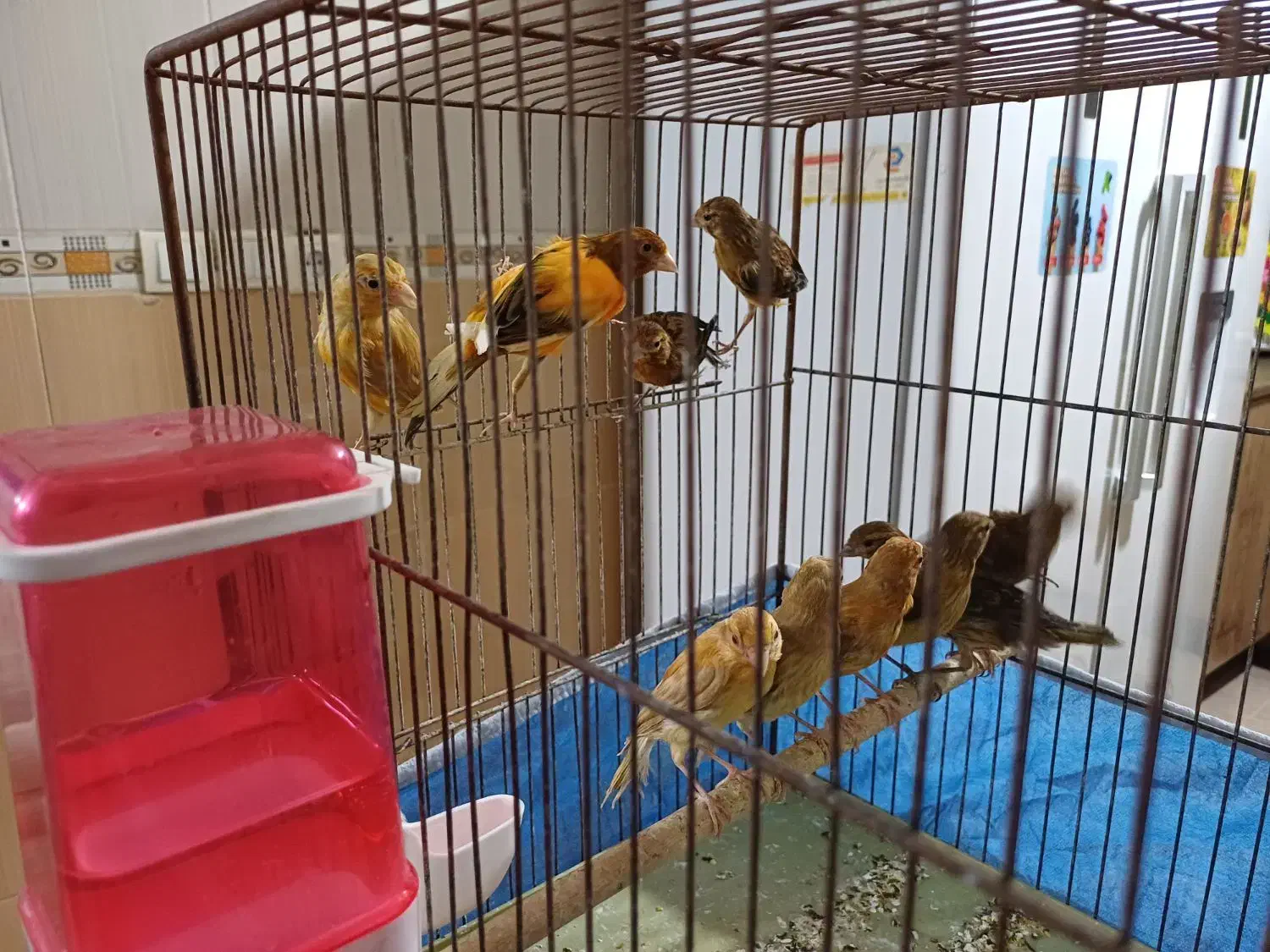 فروش  یا معاوضه قناری سرخ و شتری سرخ با رسمی بلند|پرنده|یزد, |دیوار