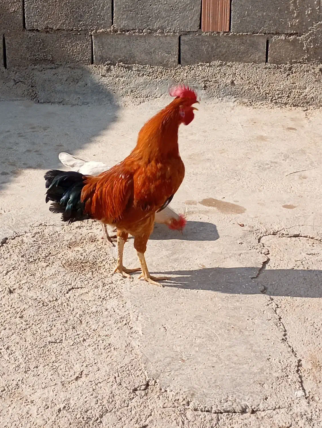 ۴عدد خروس جوان|حیوانات مزرعه|کارزان, |دیوار