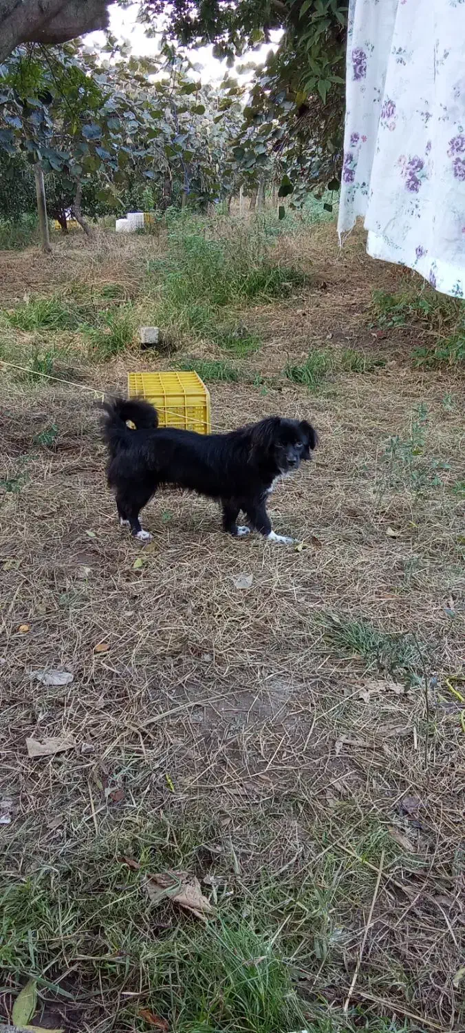 سگ خانگی|سگ|سلمانشهر, |دیوار