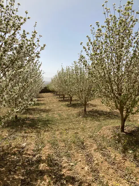 باغشهر کودیان آب پرده|فروش زمین و ملک کلنگی|شیراز, کودیان|دیوار