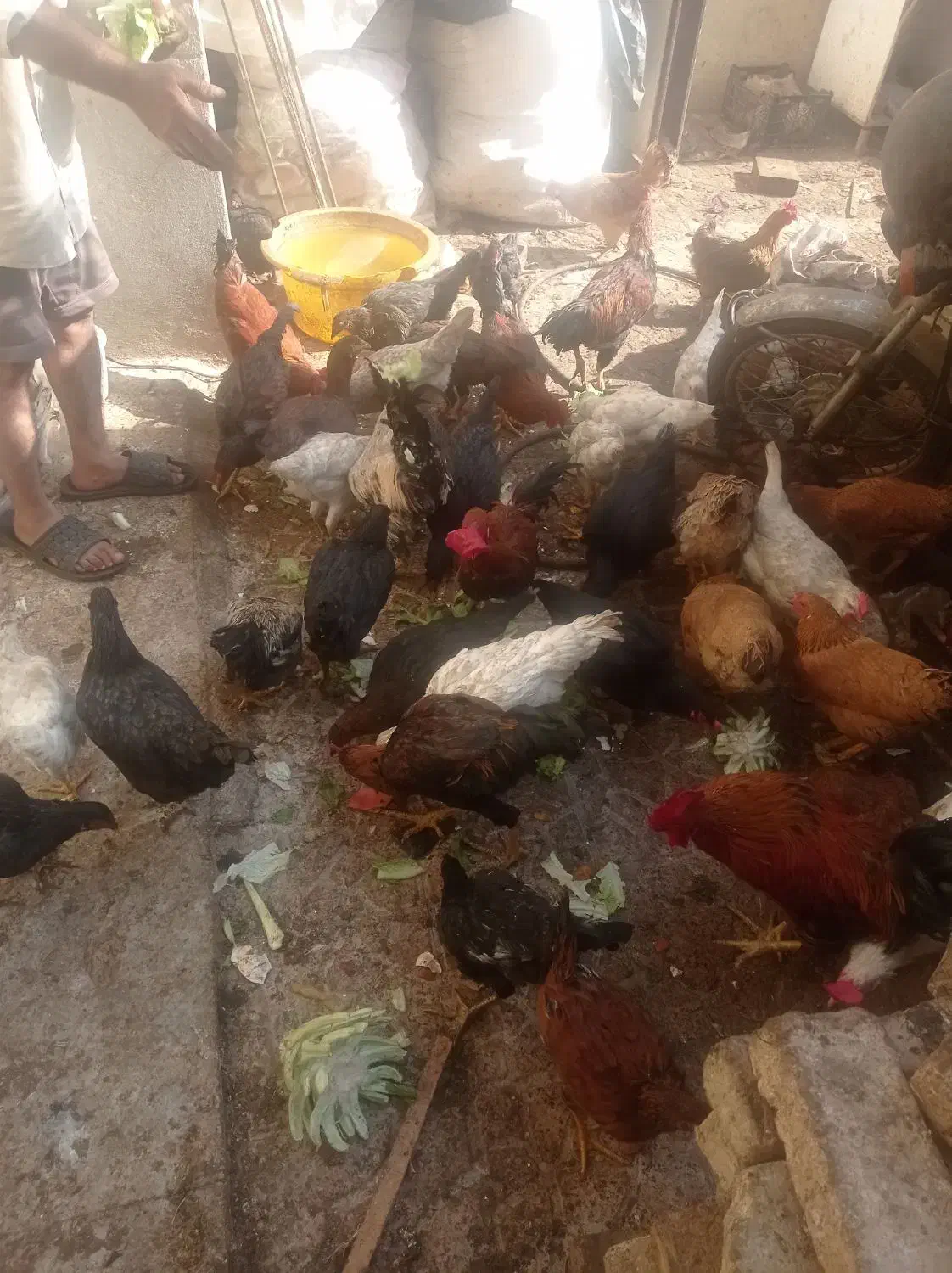 تعداد زیادی مرغ. رسمی تخم گذار وخروس لاری|حیوانات مزرعه|کهریزک, |دیوار