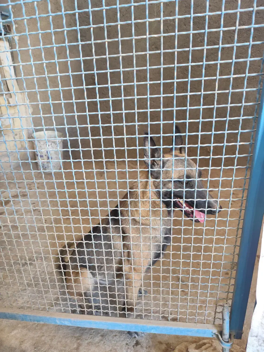 مالینیوز ماده دو ساله|سگ|سیرجان, |دیوار