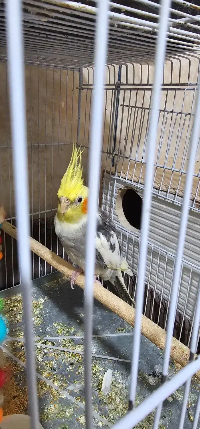 پرنده|پرنده|گراش, |دیوار