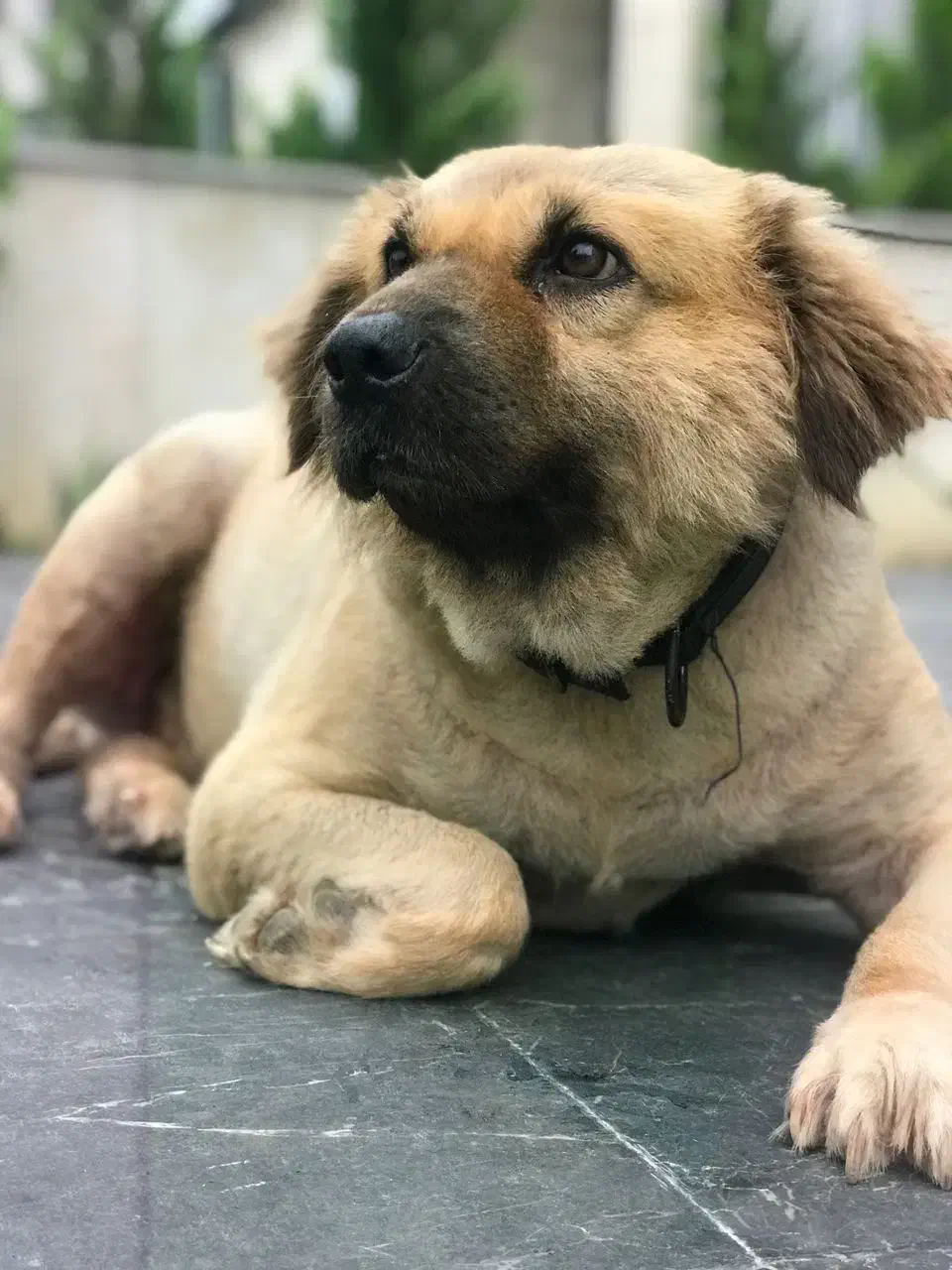 واگذاری سگ ماده میکس اشپیتز ۵ ساله عقیم شده|سگ|آمل, |دیوار