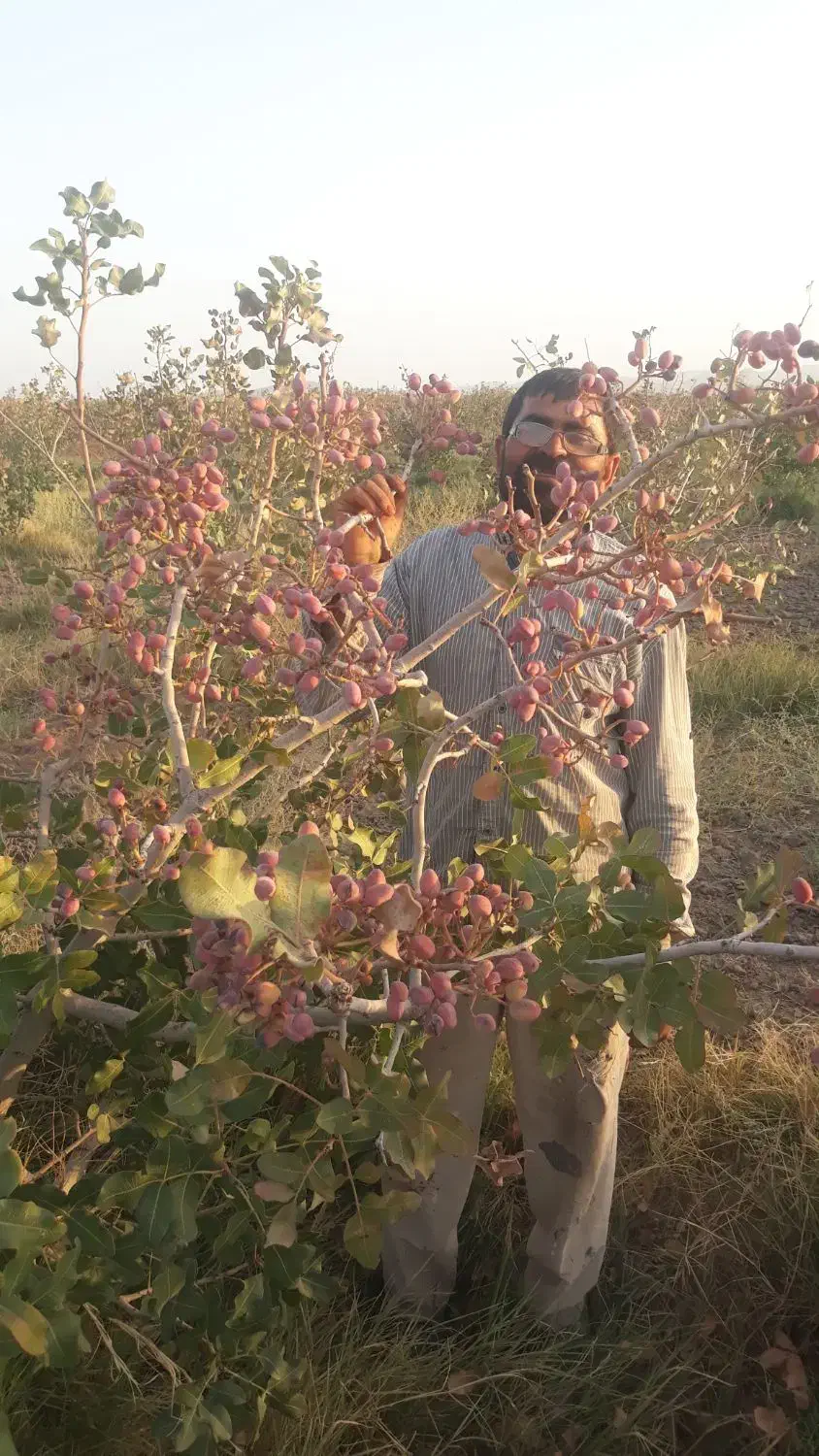 پسته درجه یک|خوردنی و آشامیدنی|کیلان, |دیوار