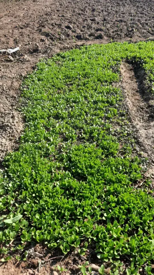 بذرکاهو|گل و گیاه طبیعی|آزادشهر, |دیوار