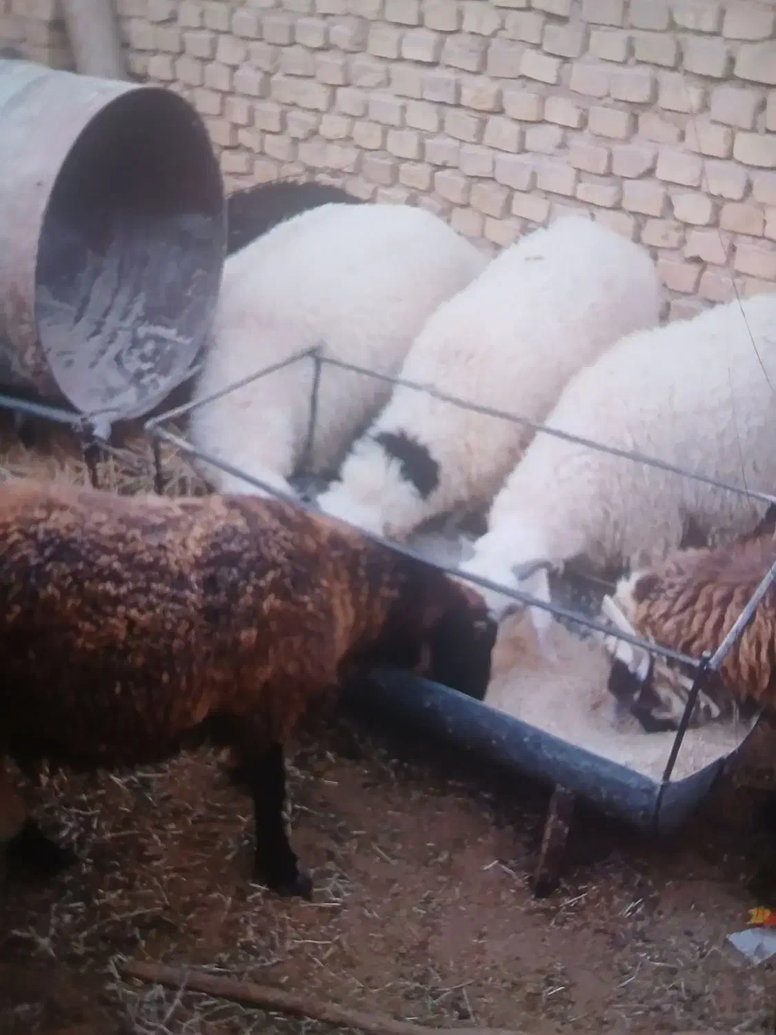 بره نر کم دنبه چاق بومی صادراتی|حیوانات مزرعه|یزد, |دیوار