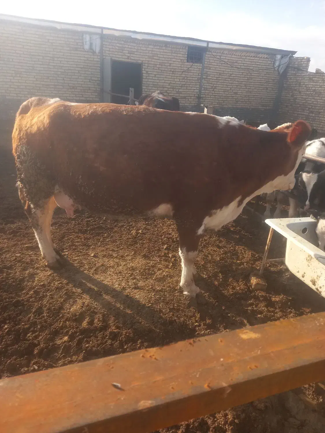 گاوشیری|حیوانات مزرعه|ساروق, |دیوار