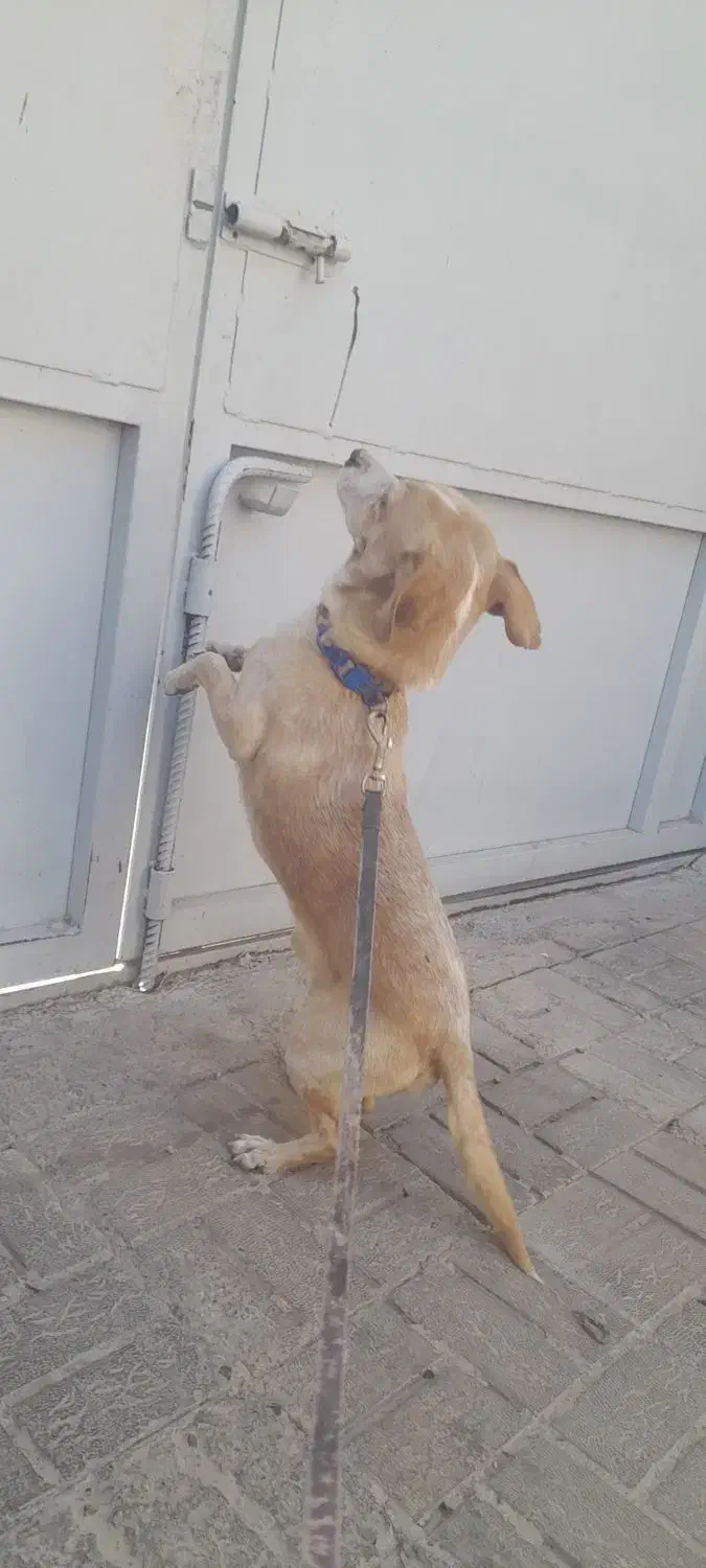 سگ پاپی نر|سگ|تربت جام, مطهری|دیوار