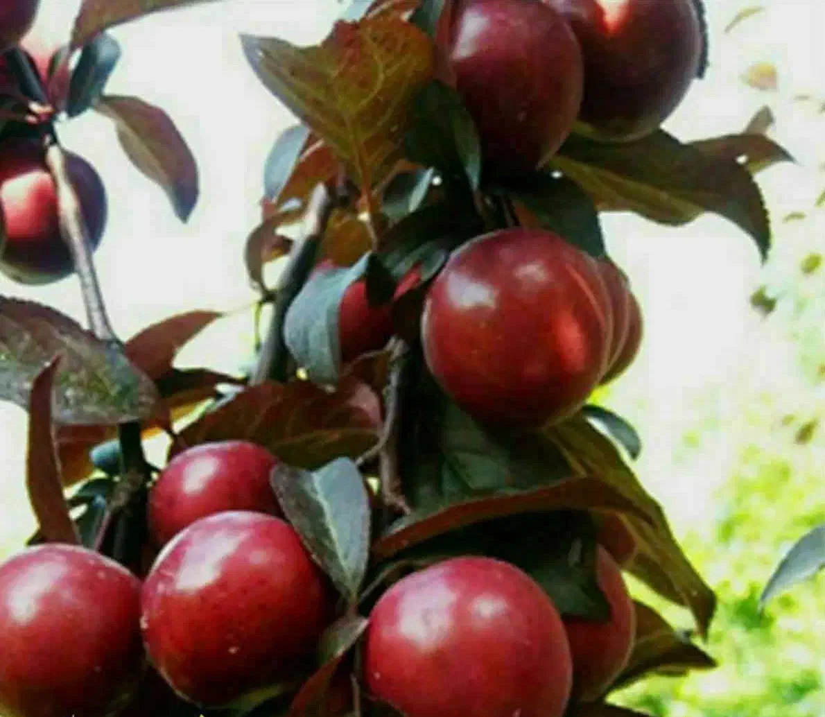 تولید و فروش نهال گوجه قرمز امریکایی|خدمات باغبانی و درختکاری|آذرشهر, |دیوار