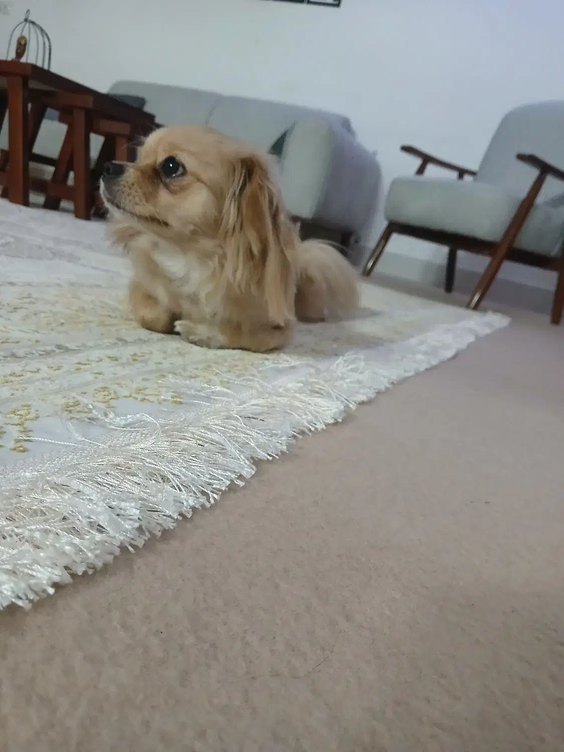 سگ پامر عروسکی|سگ|دلیجان, |دیوار