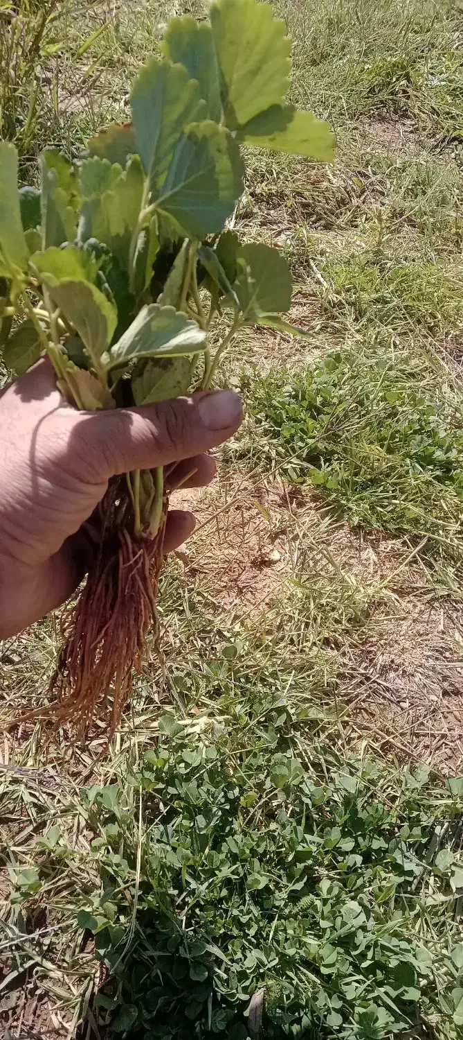 نشاء توت فرنگی در ارقام مختلف|خدمات باغبانی و درختکاری|مریوان, |دیوار