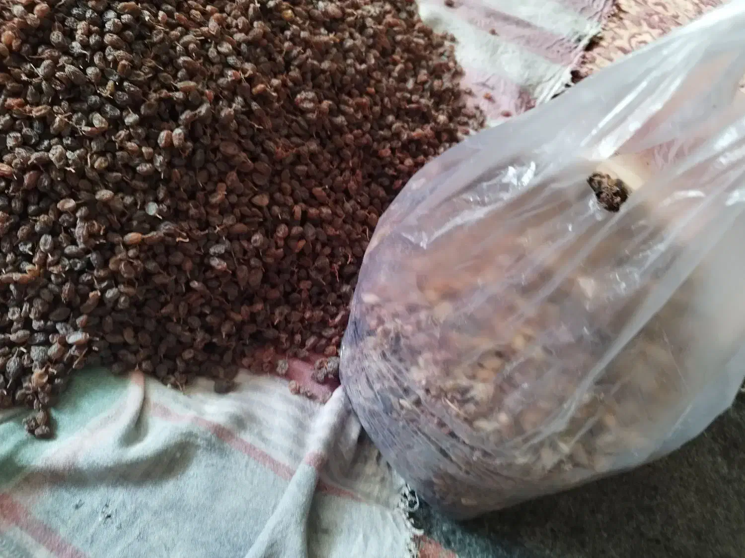 کشمش اعلاو شفتالوی خشک شده|خوردنی و آشامیدنی|بناب, |دیوار