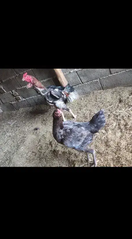 خروس لاری|حیوانات مزرعه|سنگدوین, |دیوار