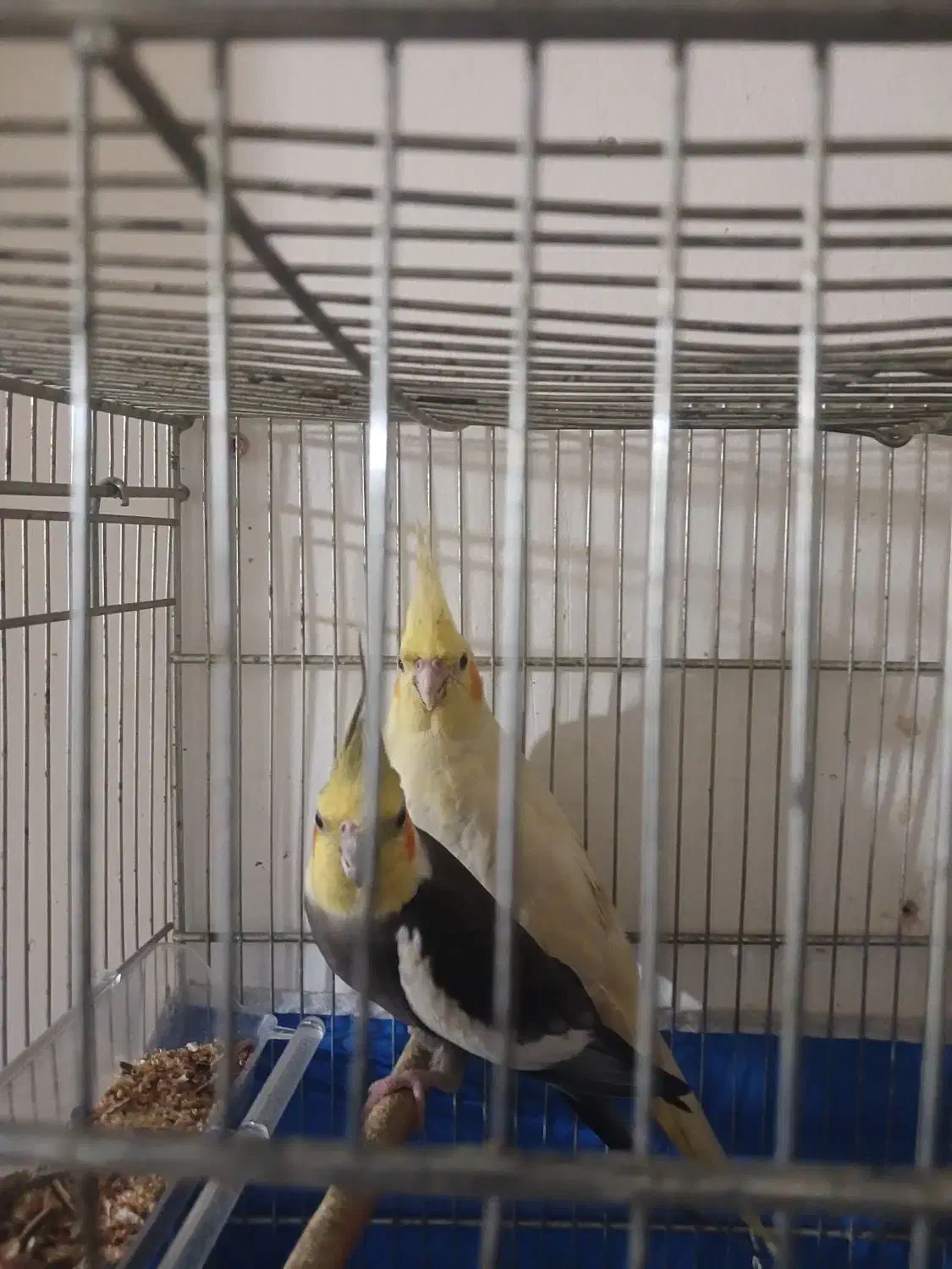 عروس هلندی جفت|پرنده|خمینی‌شهر, |دیوار