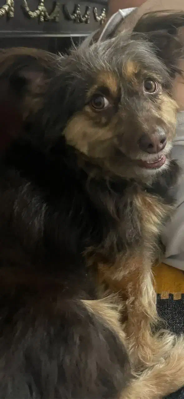 سگ واگذاری رایگان|سگ|تهران, کرمان|دیوار