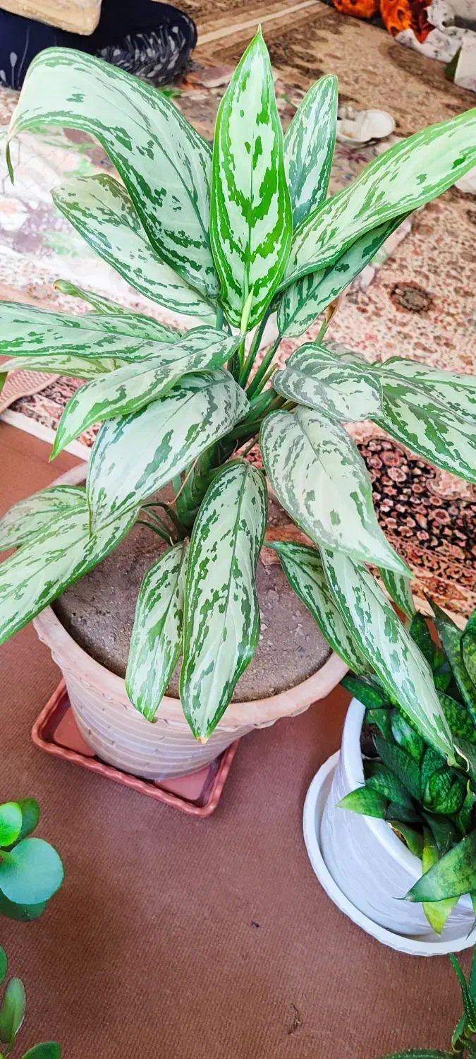 گل طبیعی|گل و گیاه طبیعی|سقز, |دیوار