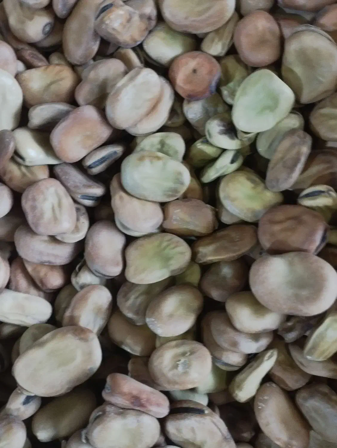 باقلا|حراج|سیمین شهر, |دیوار