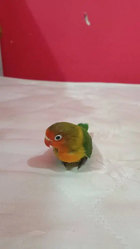 طوطی برزیلی|حیوانات|دزفول, |دیوار