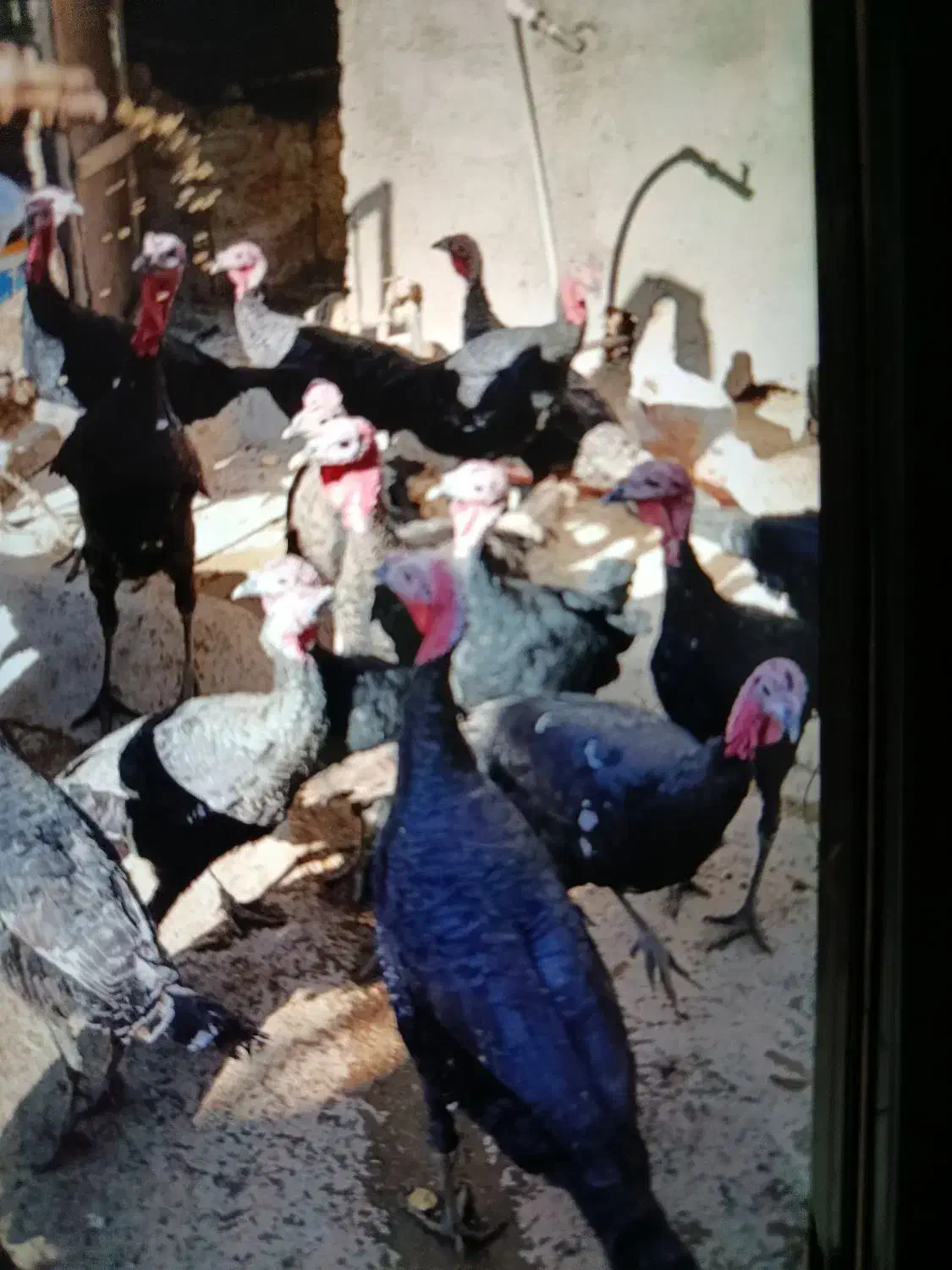 بوقلمون|حیوانات مزرعه|نورآباد, |دیوار