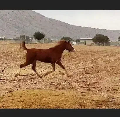 مادیان ترک|اسب و تجهیزات اسب‌سواری|نورآباد ممسنی, |دیوار