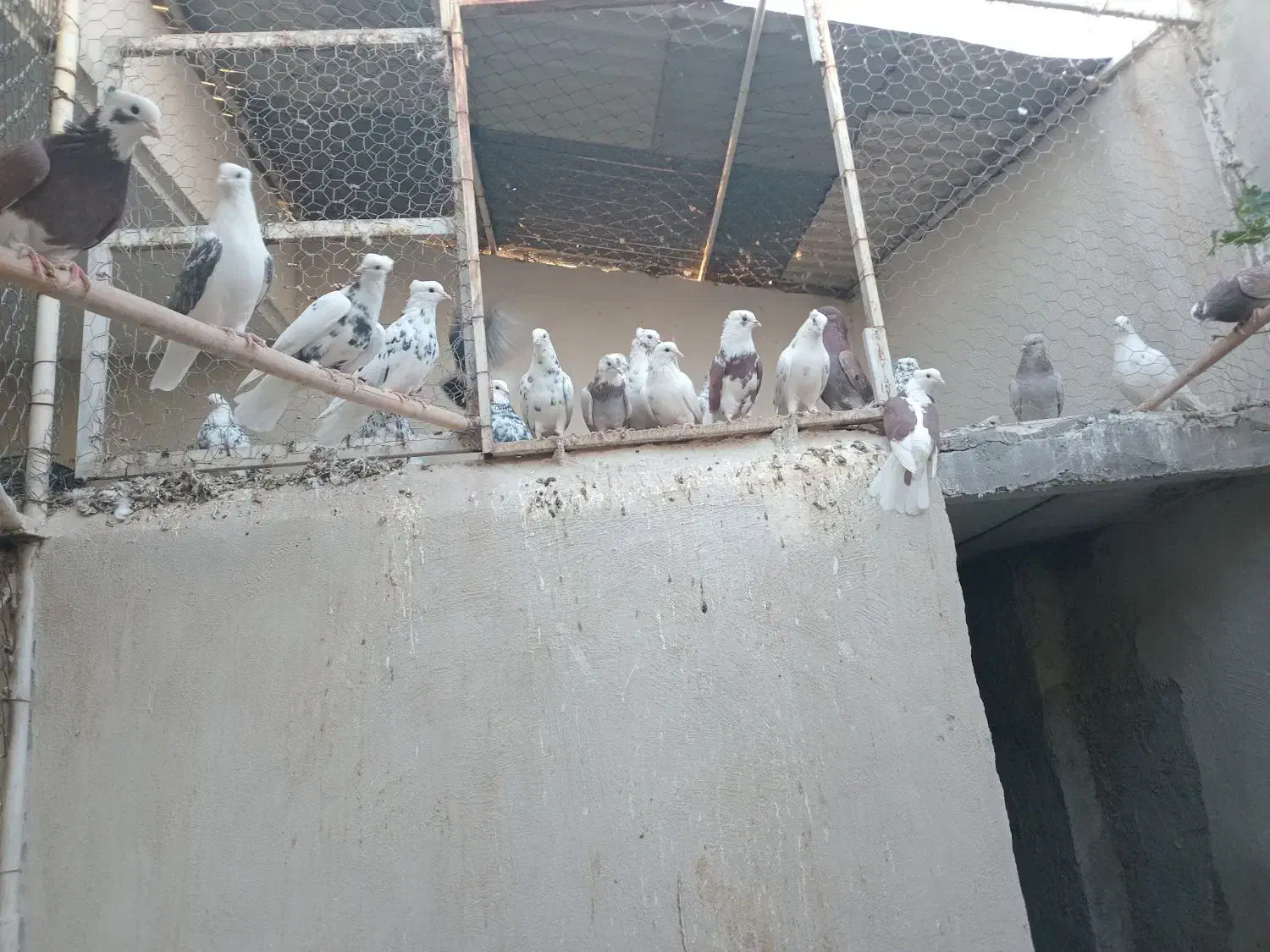 کبوتر|پرنده|گرمسار, |دیوار