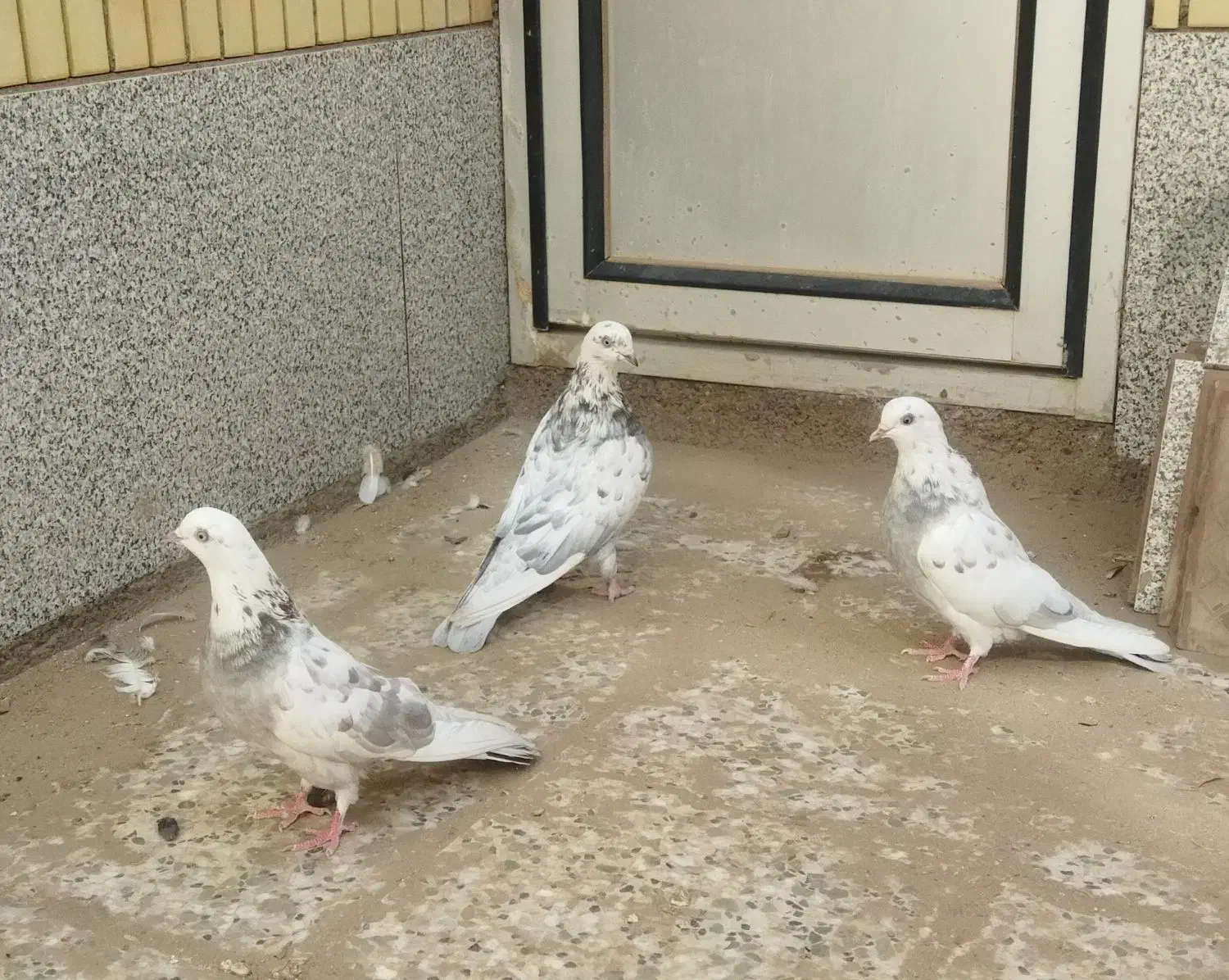 کفتر پرشی نژاد کاشونی|پرنده|بافق, |دیوار