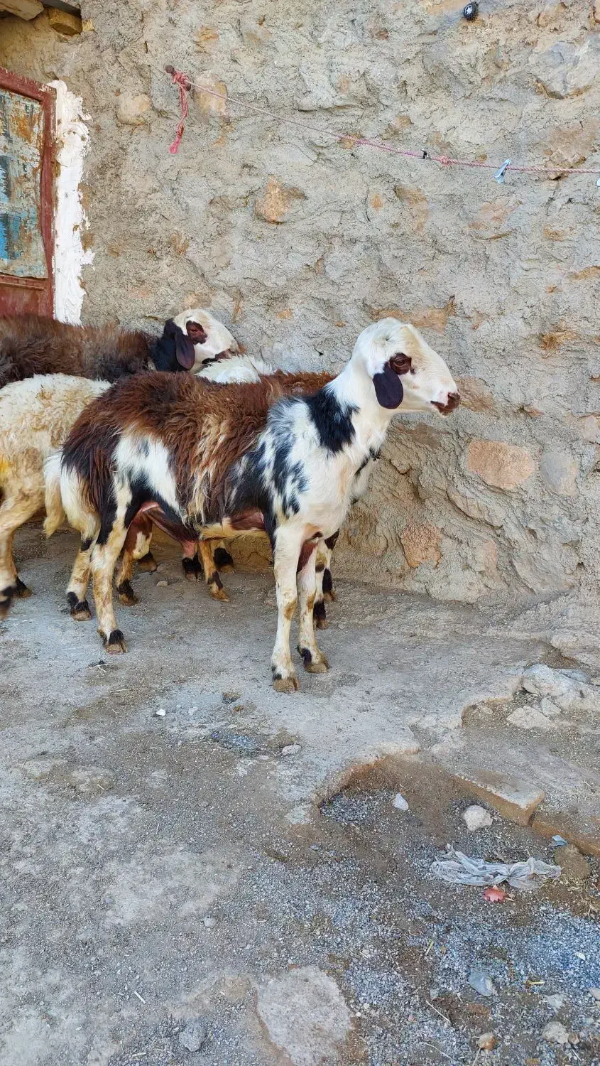 گوسفند. بره قوچ افشار|حیوانات مزرعه|بیرانوند, |دیوار