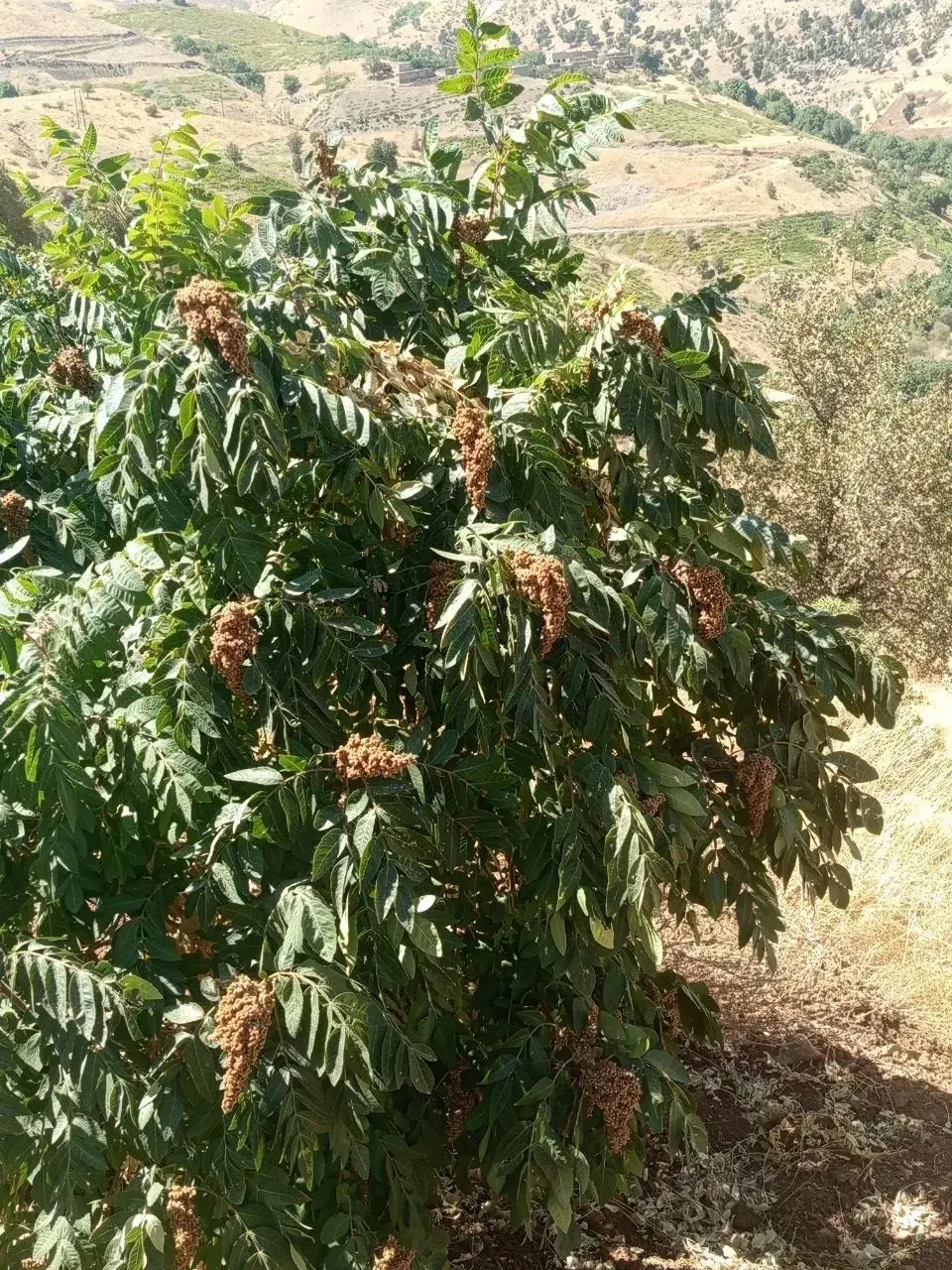 نهال سماق سردشت|خدمات باغبانی و درختکاری|سردشت, |دیوار