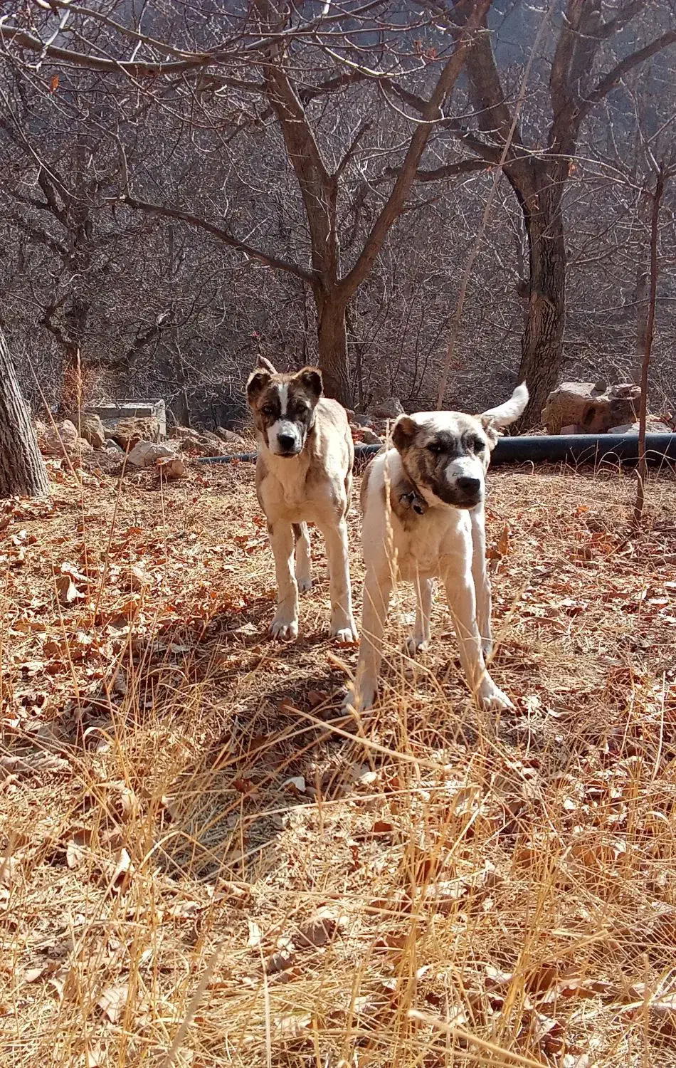 سرابی|سگ|بجنورد, |دیوار