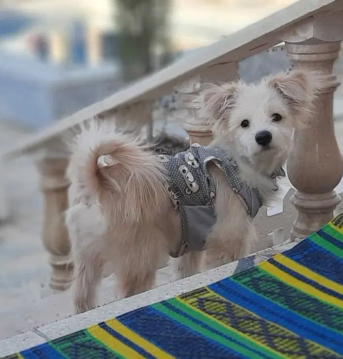 واگذاری سگ ۸ ماهه نژاد میکس تریر|سگ|اصفهان, کوی شهید کشوری|دیوار