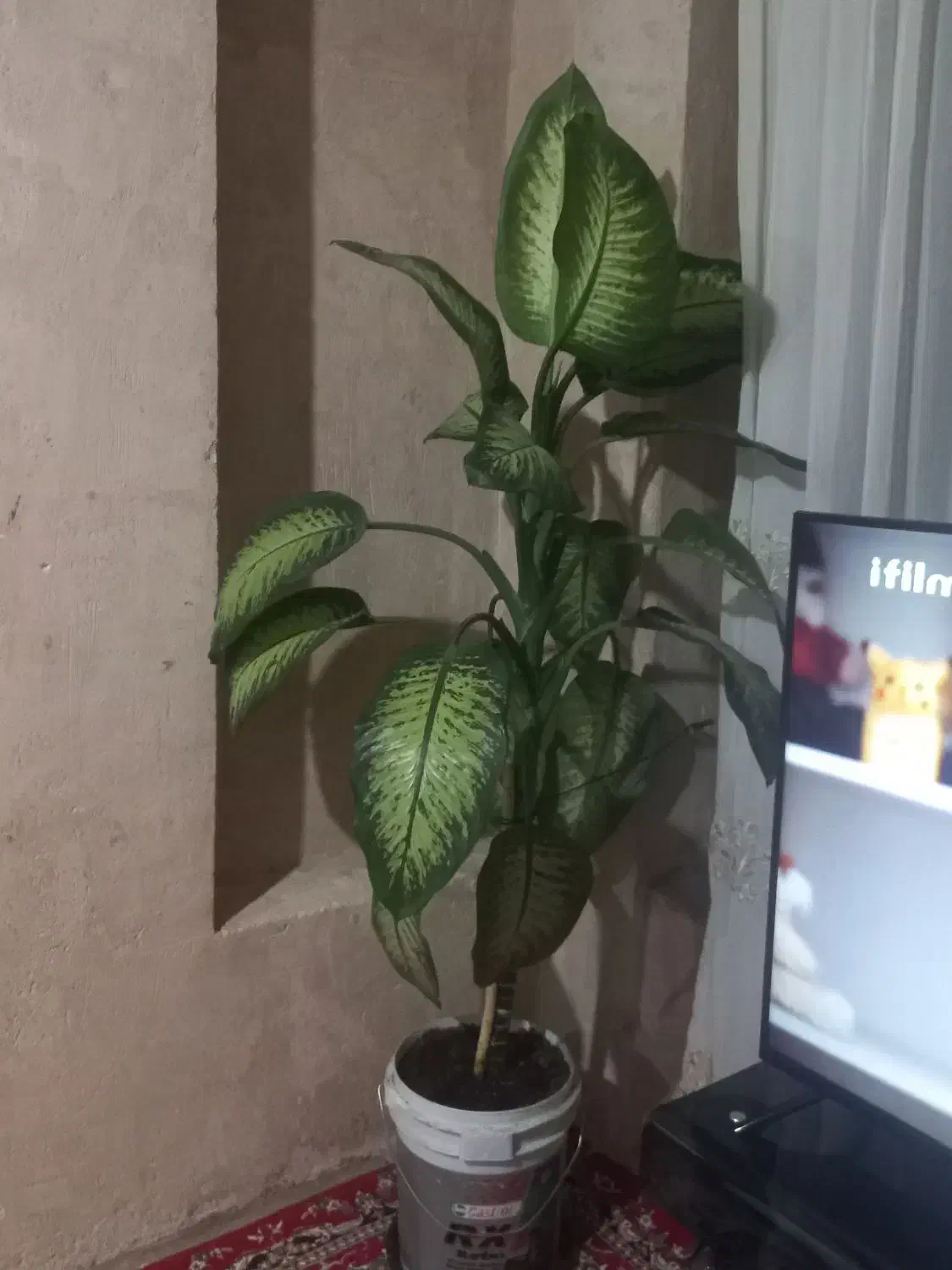 گل آپرتمانی|گل و گیاه طبیعی|ایوان, |دیوار