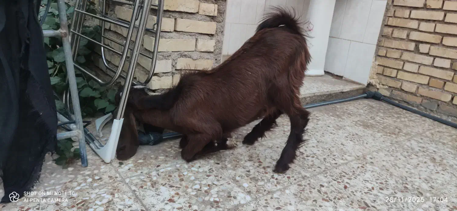 بز نر|حیوانات مزرعه|امیدیه, |دیوار