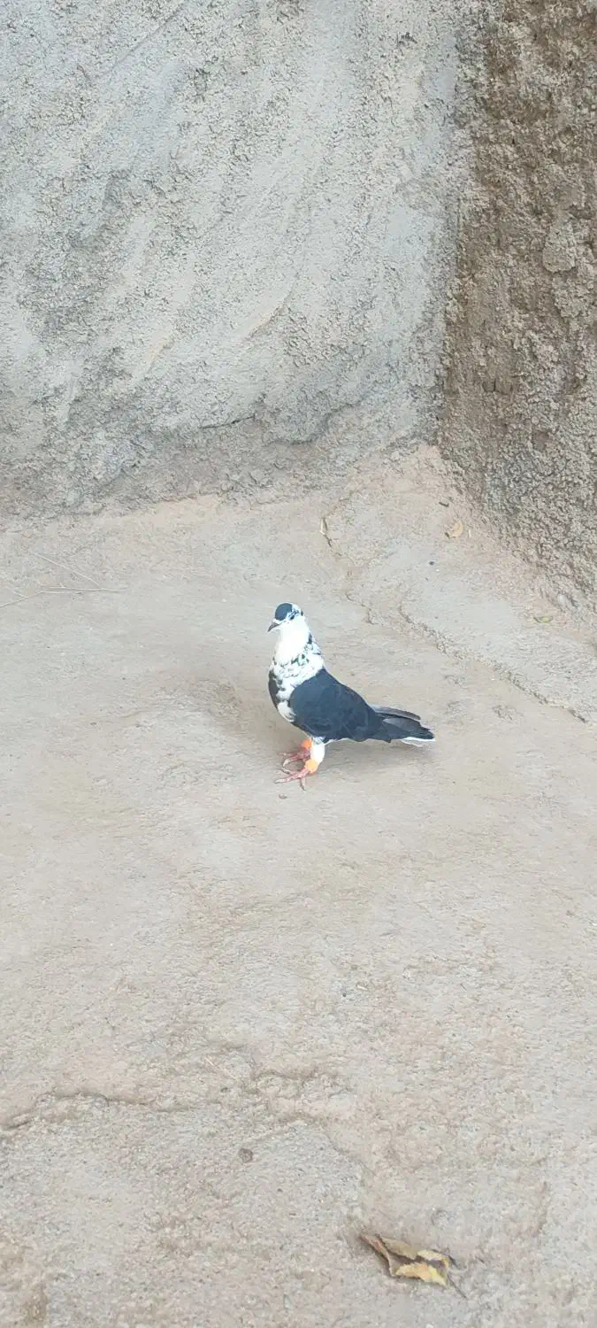 ساده‌سیاه‌امری|پرنده|رضویه, |دیوار