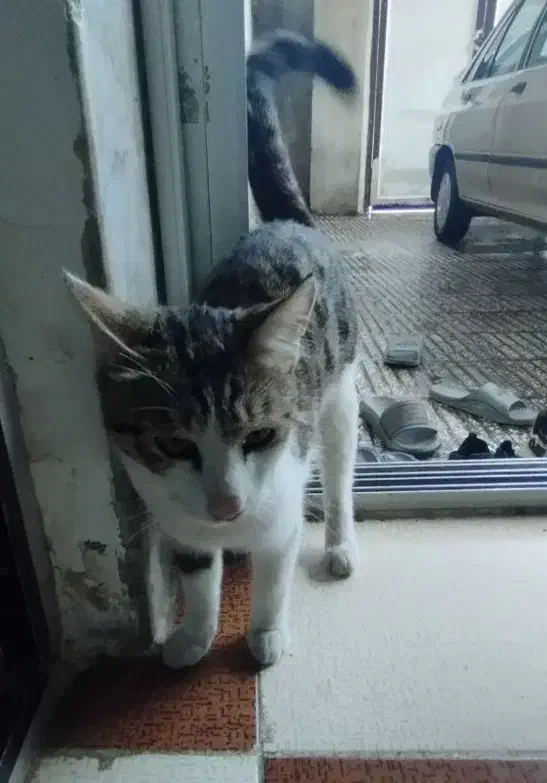 گربه رایگان|گربه|آزادشهر, |دیوار