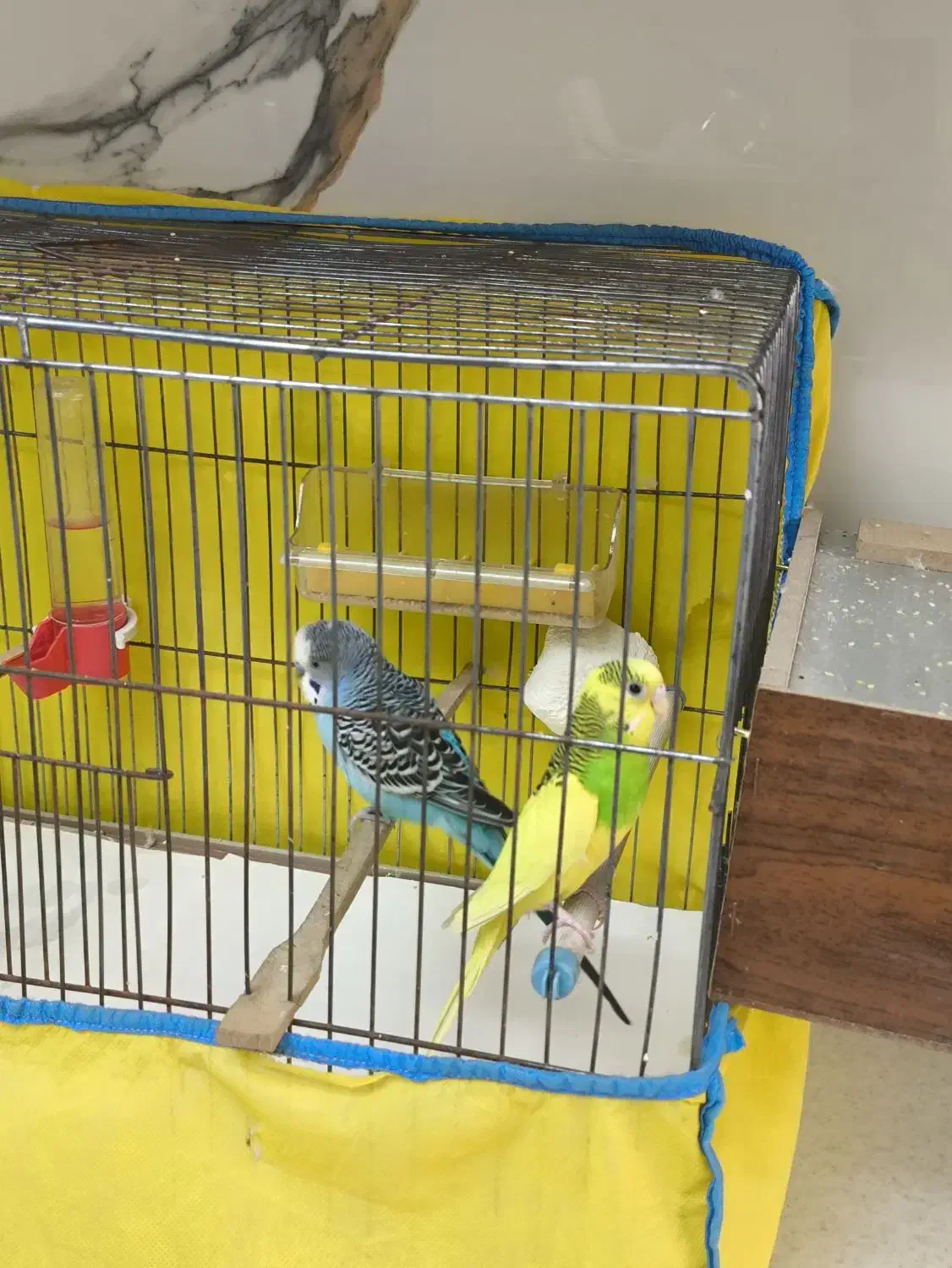 مرغ عشق|پرنده|تهران, فلاح|دیوار