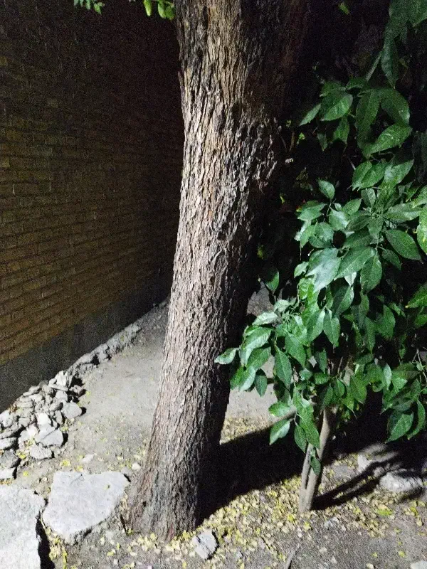 درخت کنارسبز جهت برش وانتقال|خدمات باغبانی و درختکاری|دوگنبدان, |دیوار