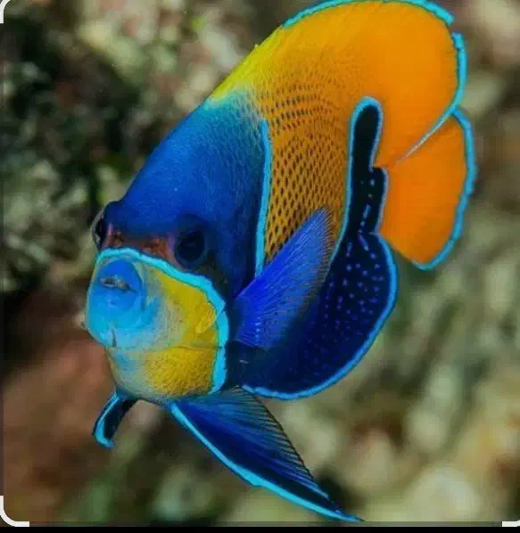 فروش انواع ماهی های تزئینی|ماهی|کرج, عظیمیه|دیوار