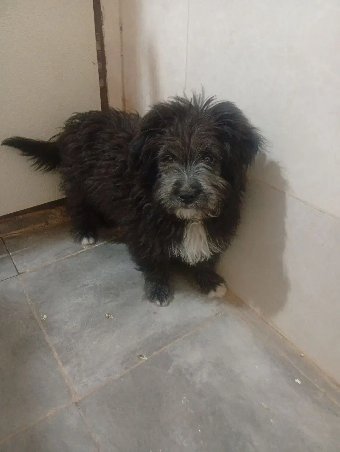 سگ پاکوتا|سگ|محمدشهر, محمدشهر|دیوار