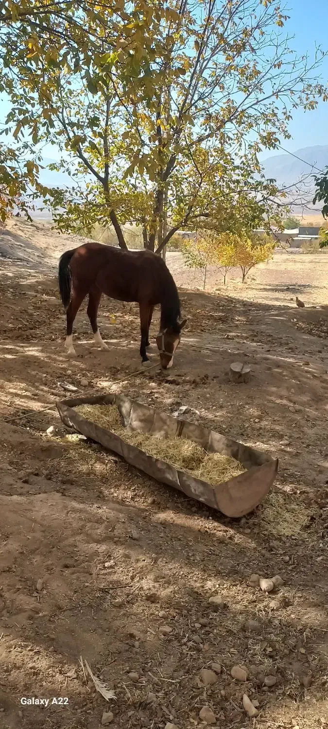 کره مادیون|اسب و تجهیزات اسبسواری|زاغه, |دیوار