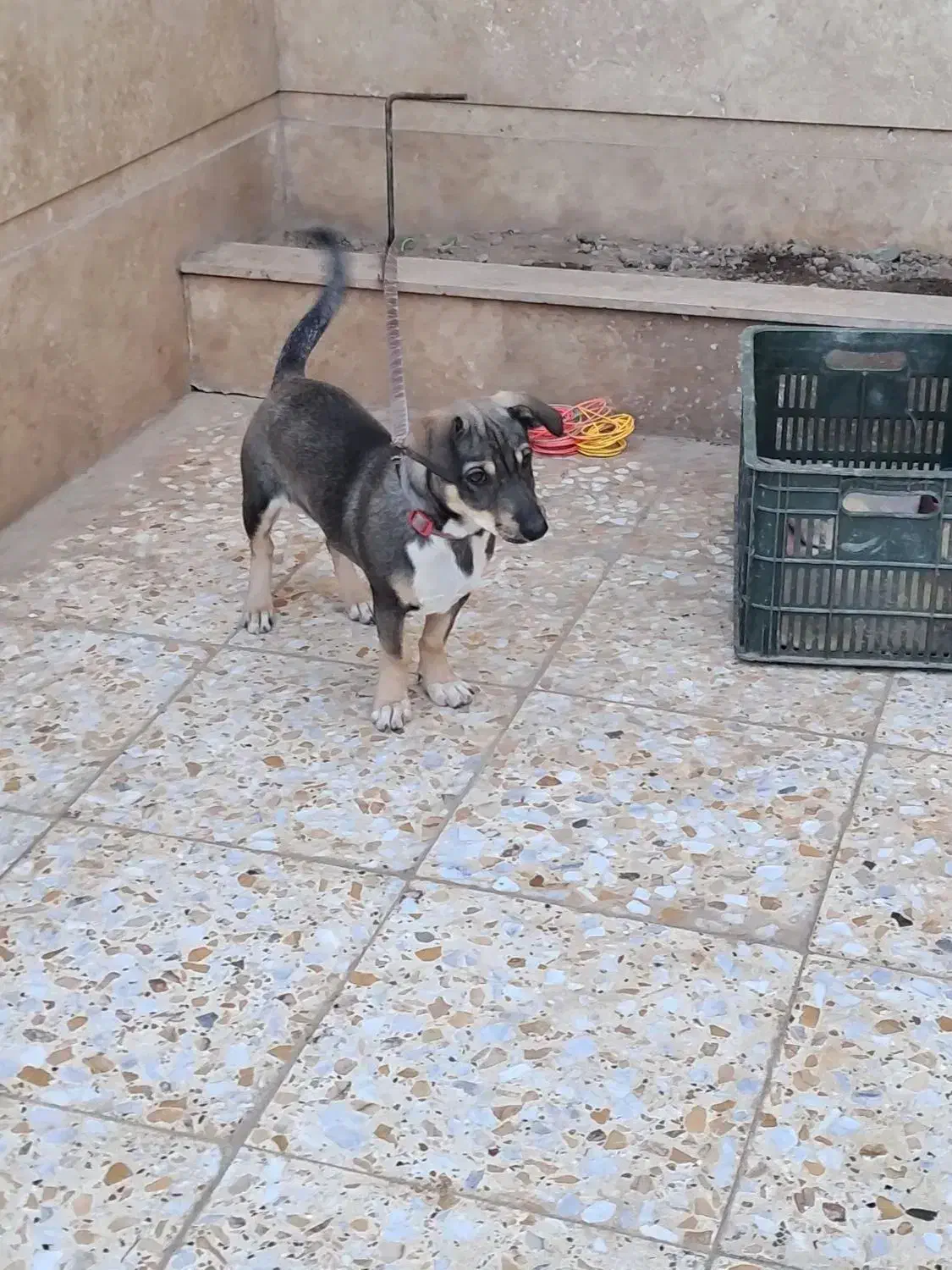 توله پا کوتاه بلژیکی|سگ|آزادشهر, |دیوار