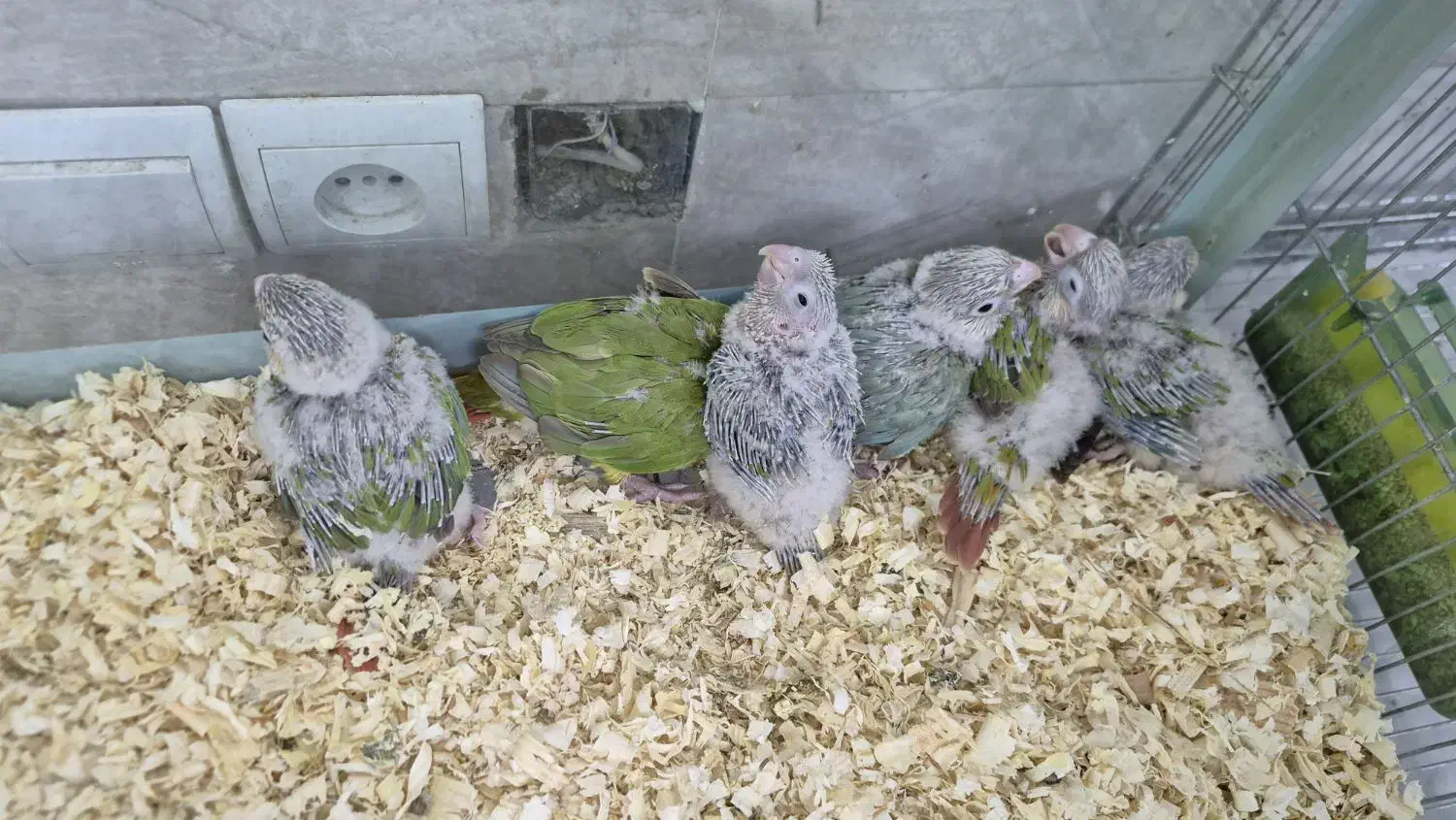 گیرینچیک سرلاکی|پرنده|سمنان, |دیوار