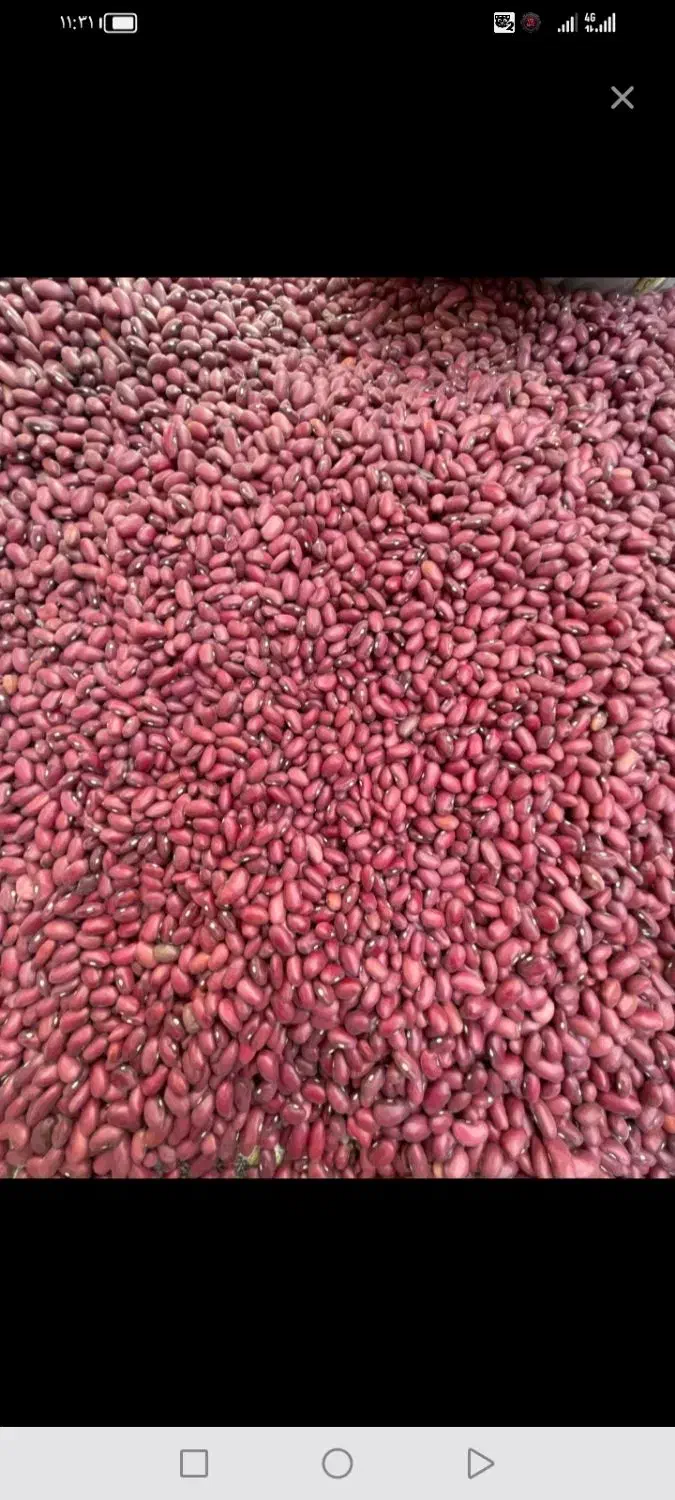 لوبیا قرمز|عمدهفروشی|زنده رود, |دیوار